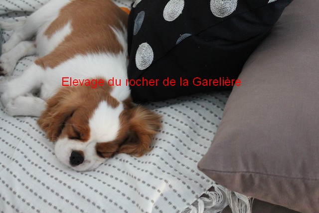 Cavalier King Charles : Kenzo du rocher de la garelire